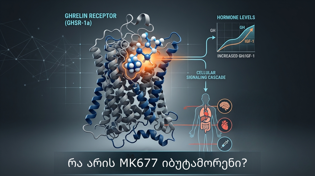 რა არის MK677 იბუტამორენი? 